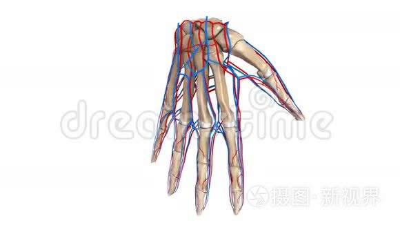 带血管的棕榈骨头视频