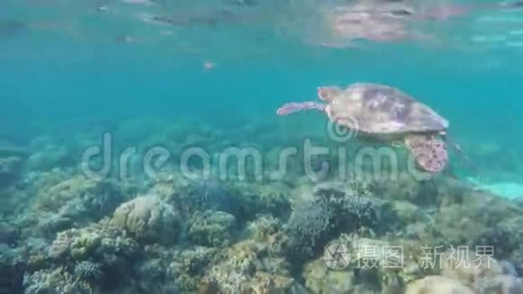 热带海洋中的海龟