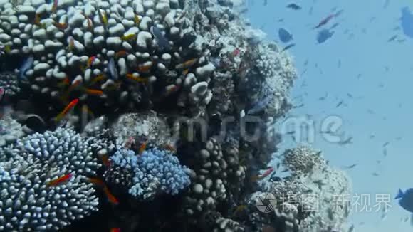 带热带鱼的水下珊瑚礁视频