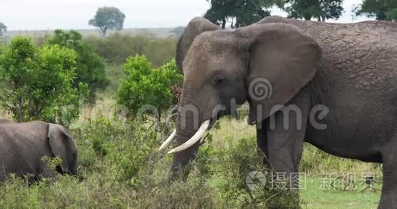 非洲象，非洲象，肯尼亚马赛马拉公园，