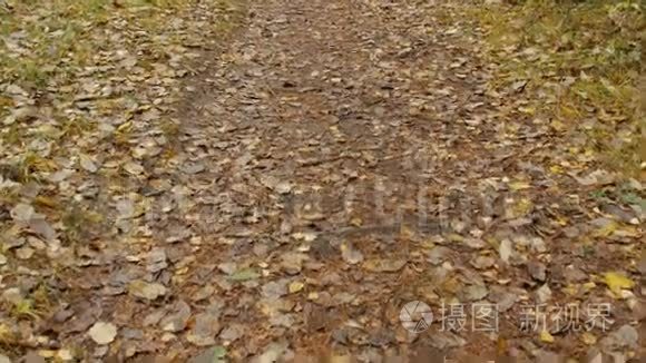 秋天公园的落叶视频