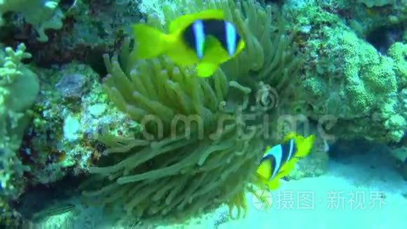 珊瑚礁上的小丑鱼视频