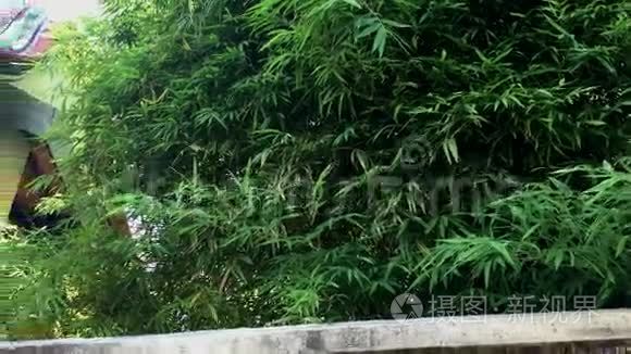 中国住宅花园的竹树视频