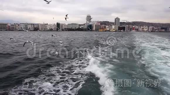 动物鸟海鸥飞翔