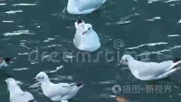 动物鸟海鸥飞翔