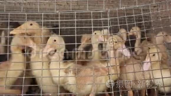 家禽养殖场笼子里的小鸭子视频