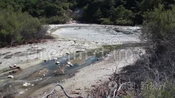 在新西兰森林的背景下，喷泉为温泉浇水。