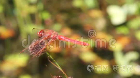 龙在野外飞翔视频