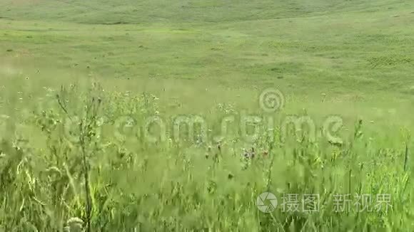 夏天的草在风中