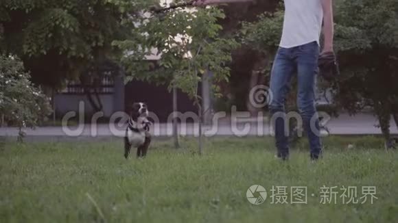 英国斯塔福德郡牛犬奔跑跳跃视频