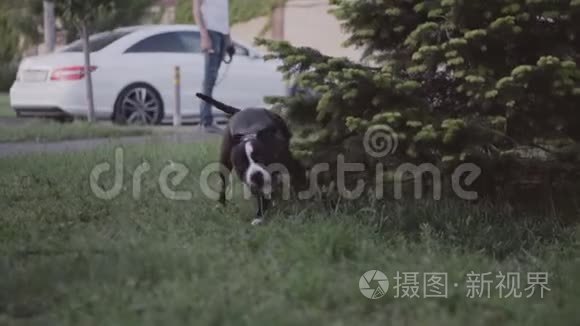 英国斯塔福德郡牛犬奔跑跳跃视频