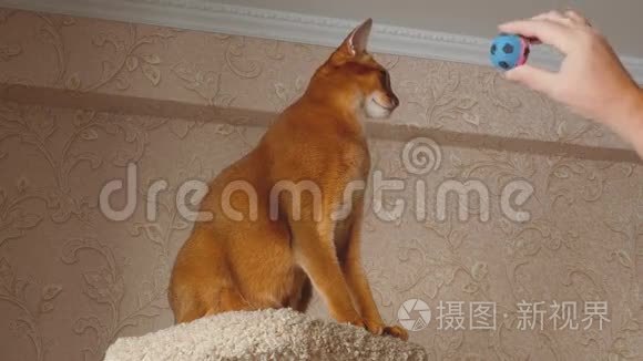 阿比西尼亚猫在玩