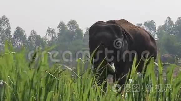 野生动物中的大象视频