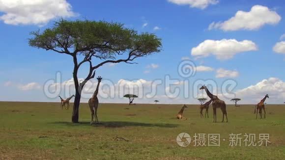 非洲大草原长颈鹿群