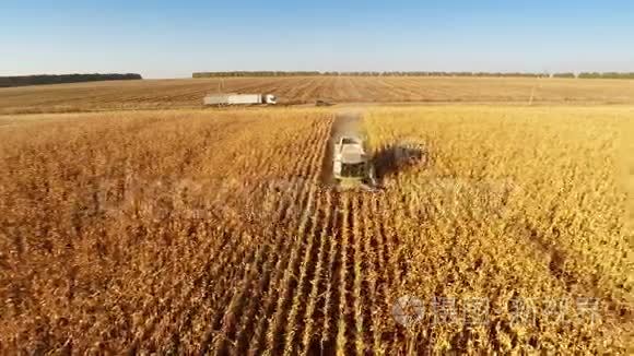 收割机在玉米地工作视频