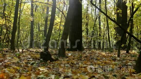 秋天森林里美丽的日出视频