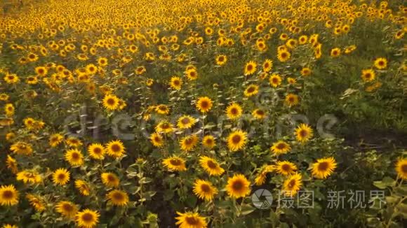 太阳落山在向日葵的田野上，对着多云的天空。 美丽夏日山水生活方式农业.. 慢动作