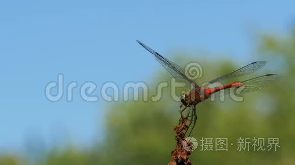 绿色植物背景下红色蜻蜓分支