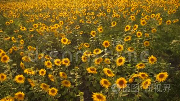 太阳落山在向日葵的田野上，对着多云的天空。 美丽夏日山水农业生活方式.. 慢动作