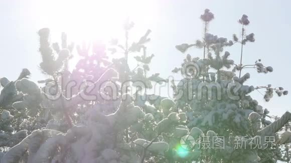 冬天的冷杉林在雪地里晒太阳视频