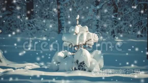 奇妙的童话般神奇的风景圣诞树视频