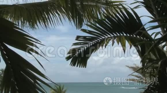 有海洋背景的棕榈树视频
