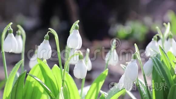 水滴叠成的雪花.