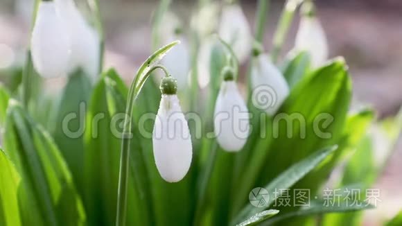 水滴叠成的雪花.