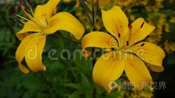 植物百合球茎细节特写高清镜头-草本百合花视频。