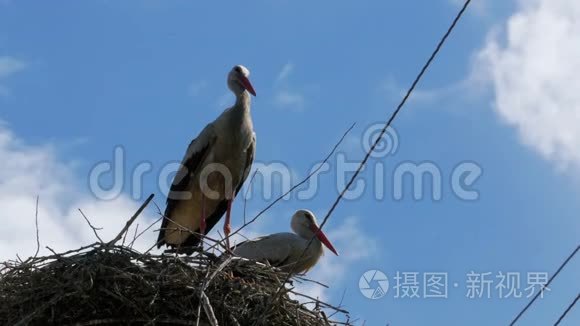 鹳鸟家族在其巢中的支柱