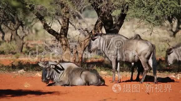 蓝色的野生动物视频