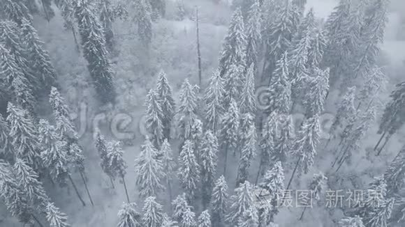 在雪山针叶林中飞过暴风雪，不舒服的冬天天气。