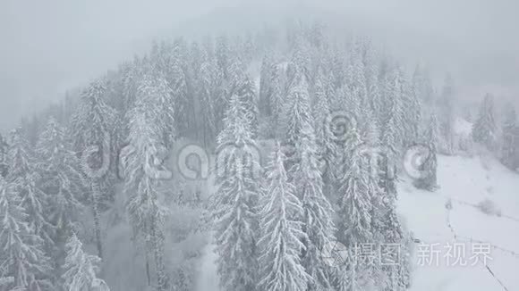 在雪山针叶林中飞过暴风雪，不舒服的冬天天气。