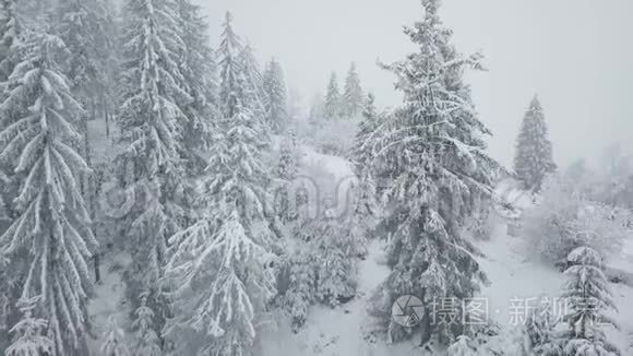 在雪山针叶林中飞过暴风雪，不舒服的冬天天气。