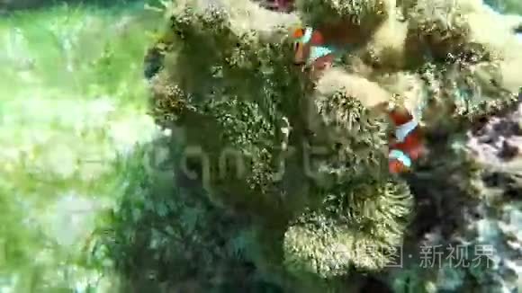 海葵和小丑鱼
