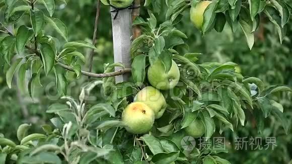 果园里有红苹果的苹果树