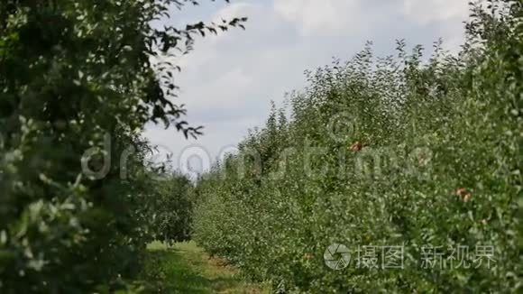 果园里有红苹果的苹果树视频