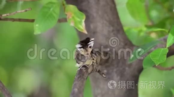 野生马来西亚斑尾鸟视频