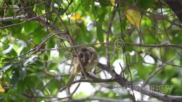 大自然中树上的鸟街耳视频