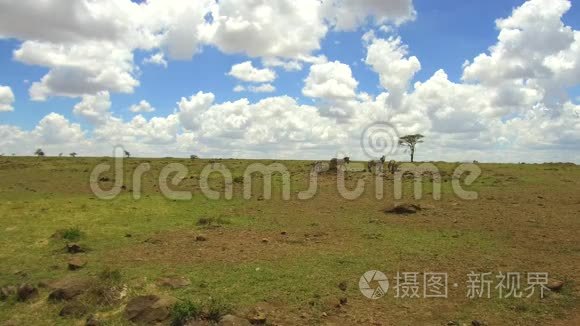 斑马在非洲的热带草原放牧视频