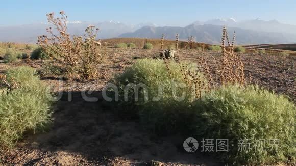 山背景上的蟋蟀植物。