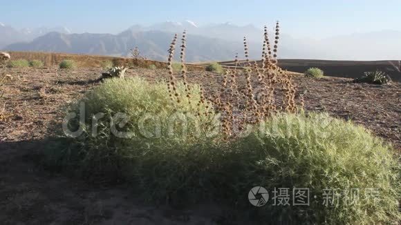 山背景上的蟋蟀植物。