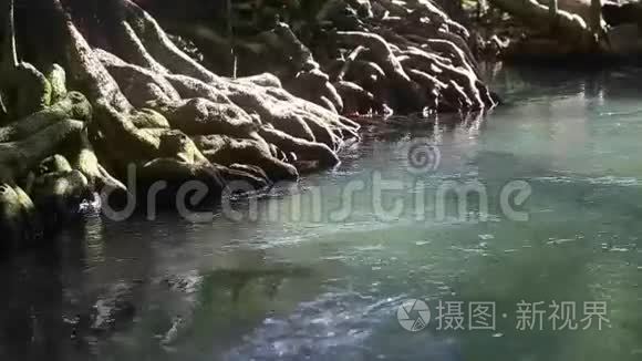 红树林根间的清水流动