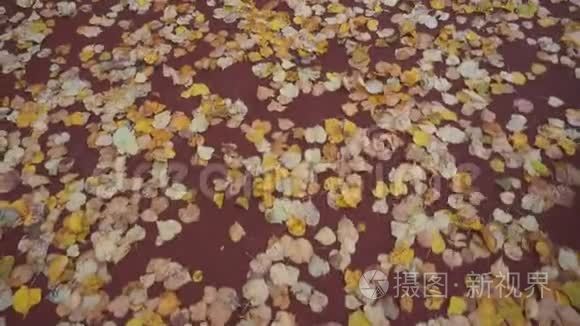 秋天的叶子在红色的背景上视频