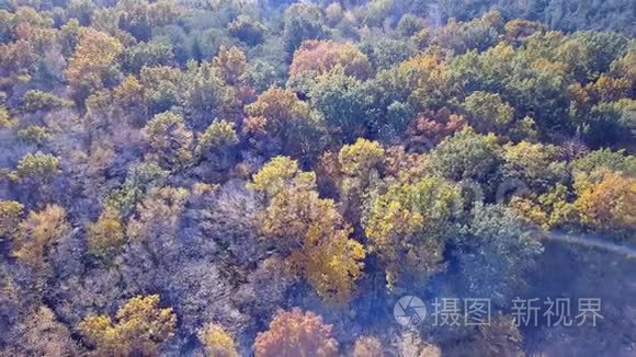 用黄色树叶覆盖的树木俯瞰森林视频