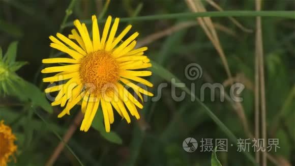 森林和花园里的夏花