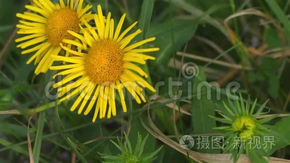 森林和花园里的夏花视频