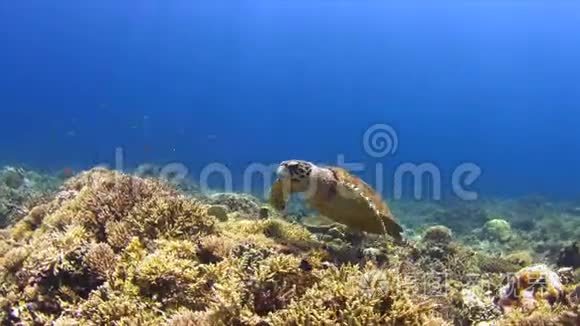 珊瑚礁上的鹭