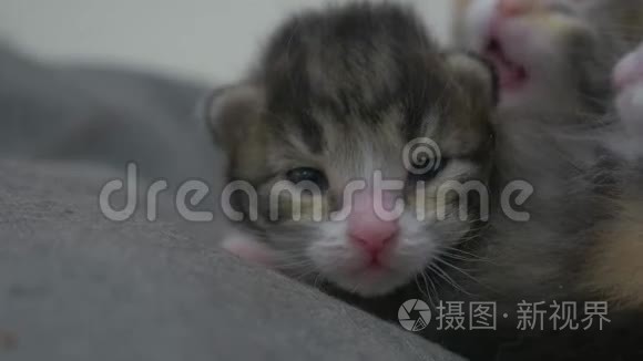 两只刚出生的小猫睡得很可爱。 生活方式新生小猫从猫的概念