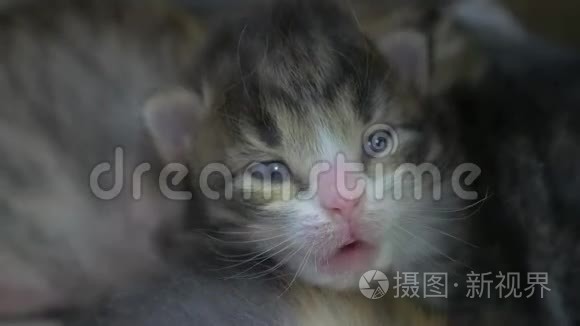 两只刚出生的小猫睡得很可爱。 新生生活方式猫从猫的概念